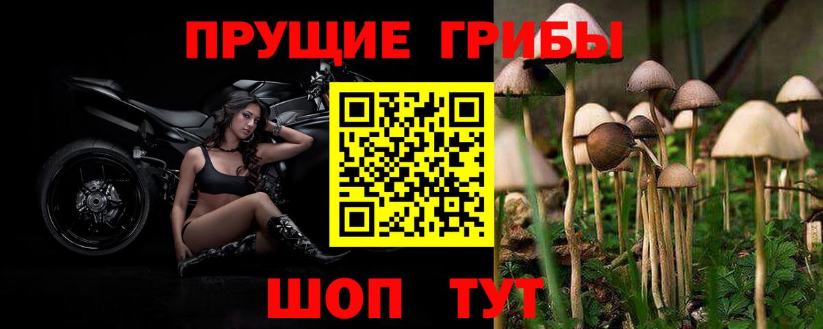 Луга  Псилоцибиновые грибы прущие грибы  Вход с VPN 